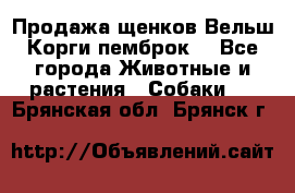 Продажа щенков Вельш Корги пемброк  - Все города Животные и растения » Собаки   . Брянская обл.,Брянск г.